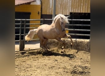 PRE, Hengst, 3 Jaar, 165 cm, Palomino