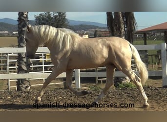 PRE, Hengst, 3 Jaar, 165 cm, Palomino