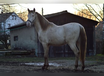 PRE, Hengst, 3 Jaar, 165 cm, Perlino