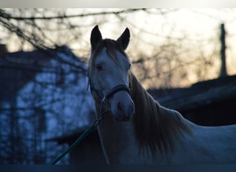 PRE, Hengst, 3 Jaar, 165 cm, Perlino