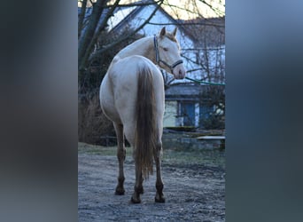 PRE, Hengst, 3 Jaar, 165 cm, Perlino