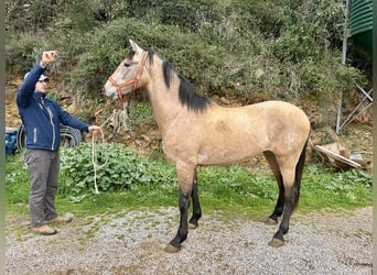 PRE Mix, Hengst, 3 Jaar, 165 cm, Schimmel