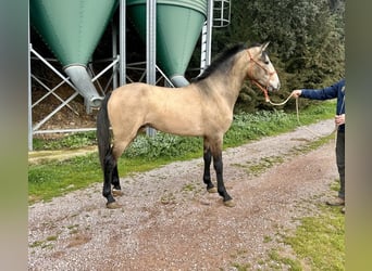 PRE Mix, Hengst, 3 Jaar, 165 cm, Schimmel