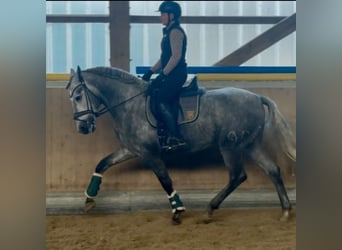 PRE Mix, Hengst, 3 Jaar, 165 cm, Schimmel