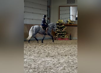 PRE Mix, Hengst, 3 Jaar, 165 cm, Schimmel