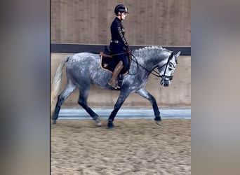 PRE Mix, Hengst, 3 Jaar, 165 cm, Schimmel