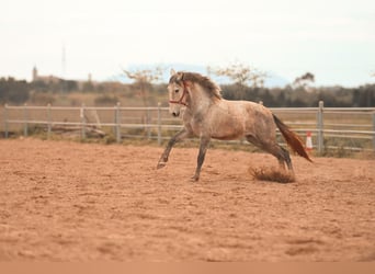 PRE, Hengst, 3 Jaar, 165 cm, Schimmel