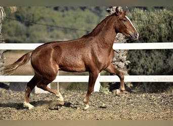 PRE, Hengst, 3 Jaar, 165 cm, Vos