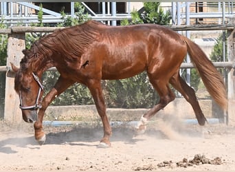 PRE Mix, Hengst, 3 Jaar, 165 cm, Vos