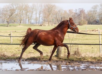 PRE Mix, Hengst, 3 Jaar, 165 cm, Vos