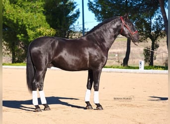 PRE Mix, Hengst, 3 Jaar, 165 cm, Zwart