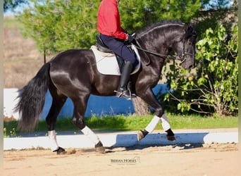 PRE Mix, Hengst, 3 Jaar, 165 cm, Zwart