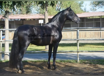 PRE Mix, Hengst, 3 Jaar, 165 cm, Zwart