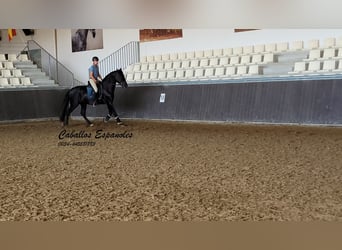 PRE Mix, Hengst, 3 Jaar, 165 cm, Zwart