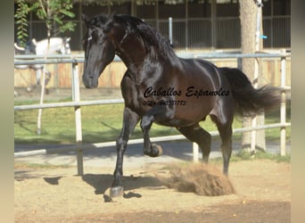 PRE Mix, Hengst, 3 Jaar, 165 cm, Zwart