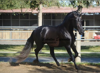 PRE Mix, Hengst, 3 Jaar, 165 cm, Zwart