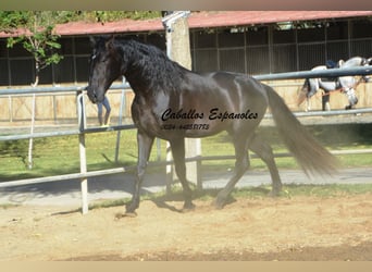 PRE Mix, Hengst, 3 Jaar, 165 cm, Zwart