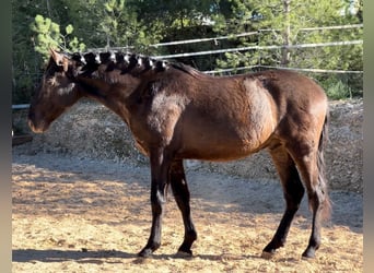 PRE, Hengst, 3 Jaar, 165 cm, Zwart