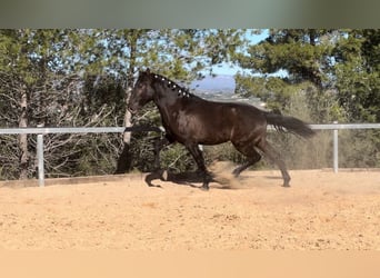 PRE, Hengst, 3 Jaar, 165 cm, Zwart