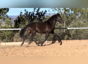 PRE, Hengst, 3 Jaar, 165 cm, Zwart