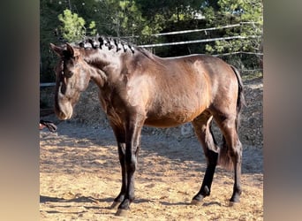 PRE, Hengst, 3 Jaar, 165 cm, Zwart