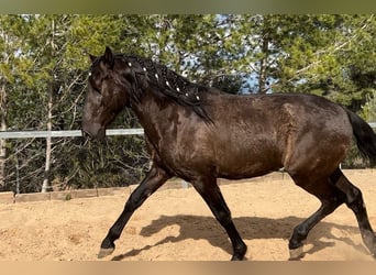 PRE, Hengst, 3 Jaar, 165 cm, Zwart