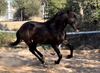 PRE, Hengst, 3 Jaar, 165 cm, Zwart