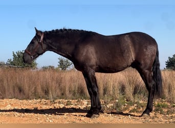 PRE, Hengst, 3 Jaar, 165 cm, Zwart