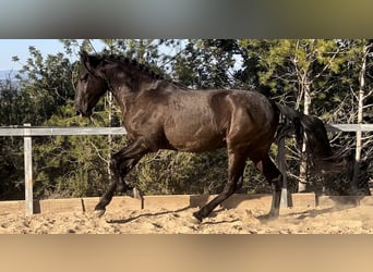 PRE, Hengst, 3 Jaar, 165 cm, Zwart