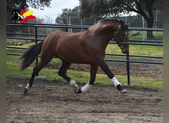 PRE Mix, Hengst, 3 Jaar, 166 cm, Bruin