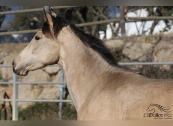 PRE, Hengst, 3 Jaar, 166 cm, Buckskin