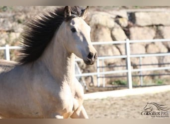 PRE, Hengst, 3 Jaar, 166 cm, Buckskin