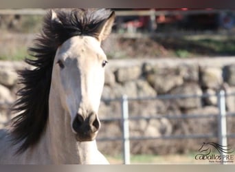 PRE, Hengst, 3 Jaar, 166 cm, Buckskin