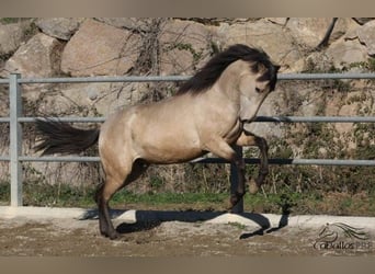 PRE, Hengst, 3 Jaar, 166 cm, Buckskin