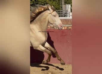 PRE Mix, Hengst, 3 Jaar, 166 cm, Perlino