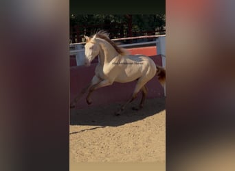 PRE Mix, Hengst, 3 Jaar, 166 cm, Perlino