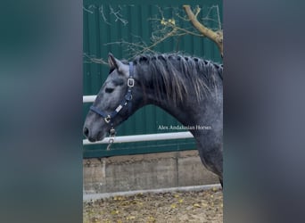 PRE Mix, Hengst, 3 Jaar, 166 cm, Schimmel