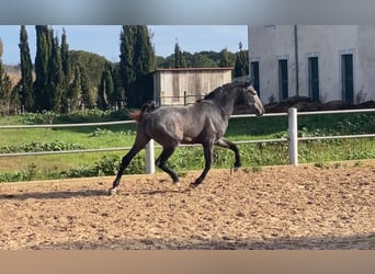 PRE, Hengst, 3 Jaar, 166 cm, Schimmel