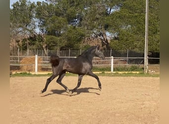 PRE, Hengst, 3 Jaar, 166 cm, Schimmel