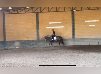 PRE Mix, Hengst, 3 Jaar, 166 cm, Schimmel