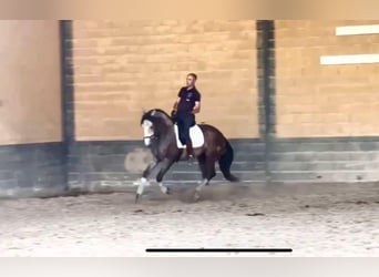 PRE Mix, Hengst, 3 Jaar, 166 cm, Schimmel