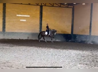 PRE Mix, Hengst, 3 Jaar, 166 cm, Schimmel