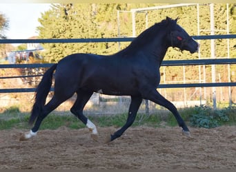 PRE Mix, Hengst, 3 Jaar, 166 cm, Zwart