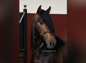 PRE Mix, Hengst, 3 Jaar, 167 cm, Donkerbruin