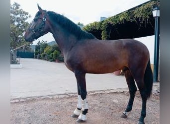 PRE Mix, Hengst, 3 Jaar, 167 cm, Roodbruin