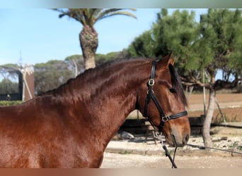 PRE Mix, Hengst, 3 Jaar, 167 cm, Roodbruin