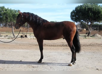 PRE Mix, Hengst, 3 Jaar, 167 cm, Roodbruin