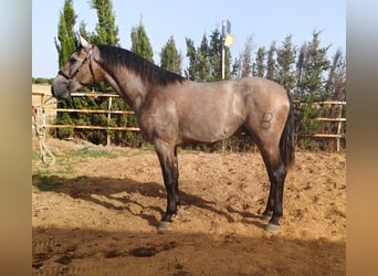 PRE, Hengst, 3 Jaar, 167 cm, Schimmel