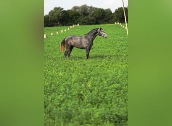 PRE Mix, Hengst, 3 Jaar, 167 cm, Schimmel