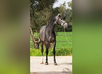 PRE Mix, Hengst, 3 Jaar, 167 cm, Schimmel